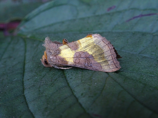 mora Tuttova Diachrysia stenochrysis