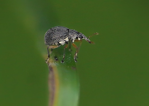 nosánik / nosatčík pýřivý (CZ) Eutrichapion viciae