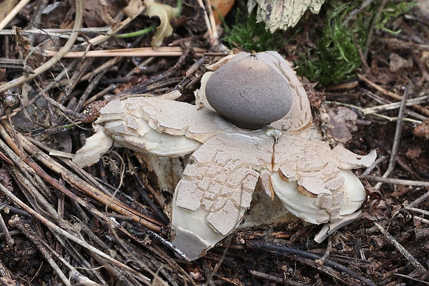 hviezdovka klenbová Geastrum fornicatum (Huds.) Hook.