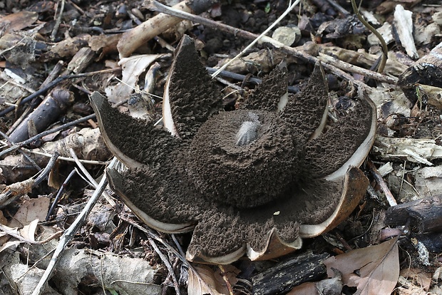 hviezdovka vlasatá Geastrum melanocephalum (Czern.) V.J. Staněk