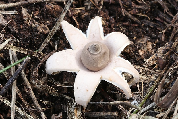 hviezdovka mechovitá Geastrum saccatum Fr.