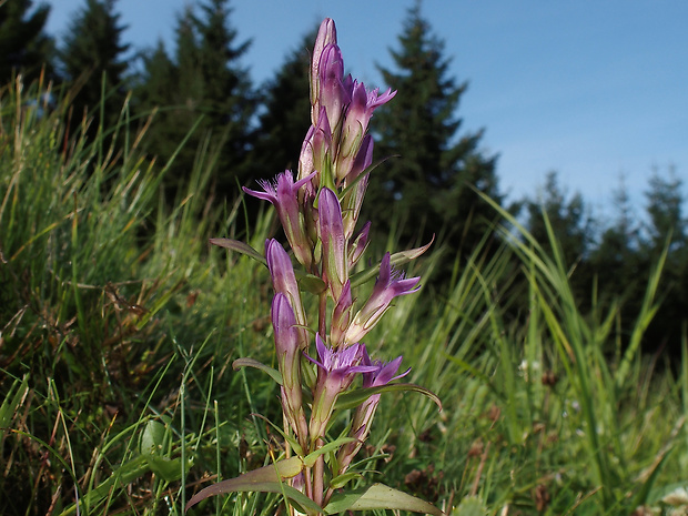 horček horký pravý Gentianella amarella subsp. amarella