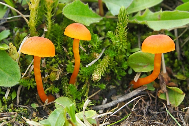 lúčnica vápnomilná Hygrocybe calciphila Arnolds