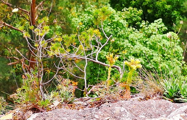 skalničník guľkovitý lysavejúci Jovibarba globifera subsp. glabrescens (Sabr.) Letz, ined.