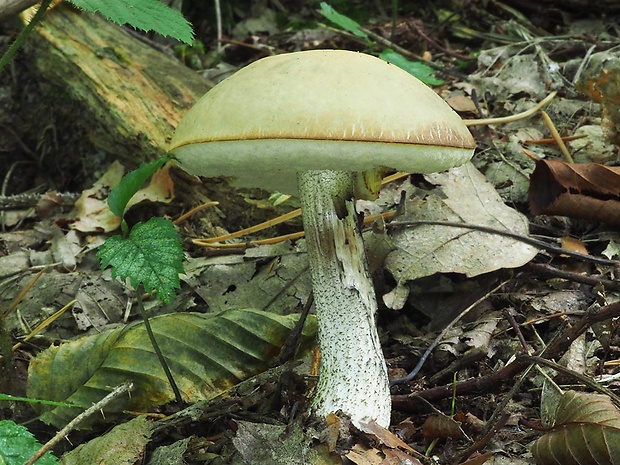 kozák hrabový Leccinum pseudoscabrum (Kallenb.) Šutara