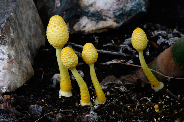 bedľovec citrónovožltý Leucocoprinus birnbaumii (Corda) Singer