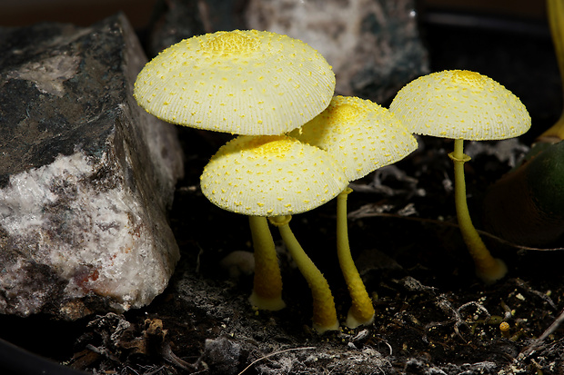 bedľovec citrónovožltý Leucocoprinus birnbaumii (Corda) Singer