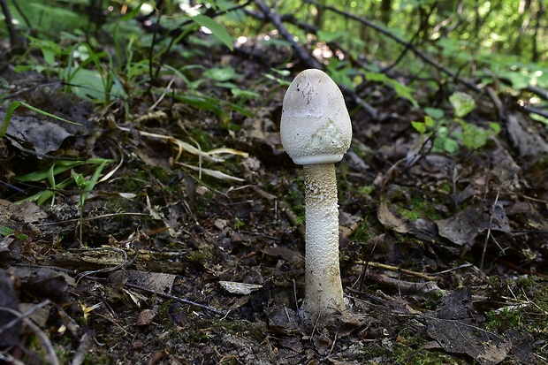 bedľa vysoká Macrolepiota procera (Scop.) Singer