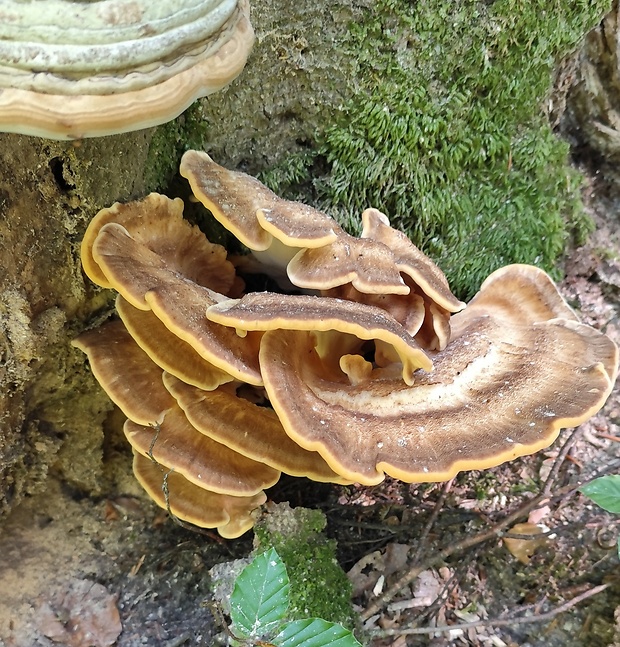 vejárovec obrovský Meripilus giganteus (Pers.) P. Karst.