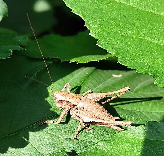 kobylka hnedastá  Pholidoptera griseoaptera