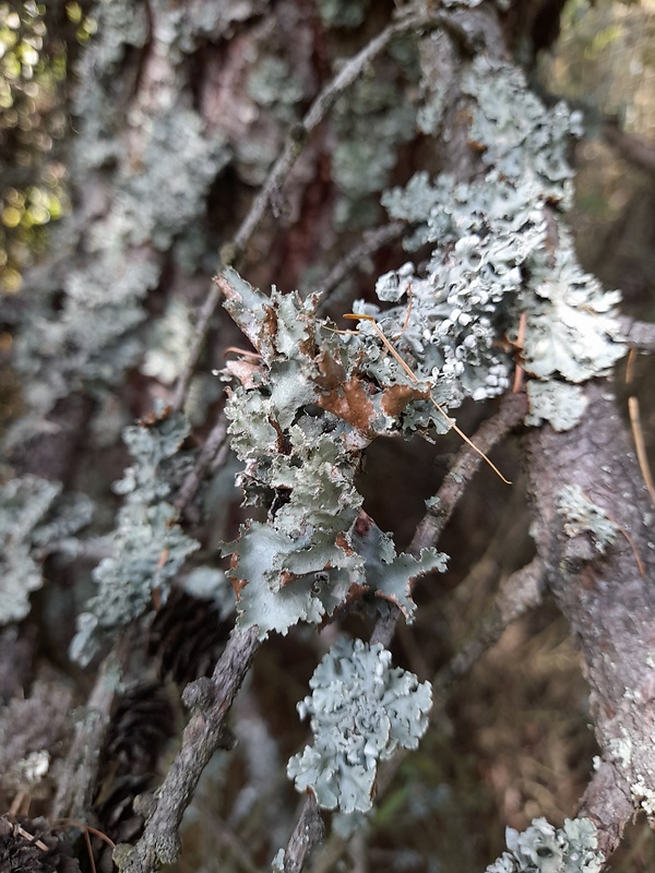 pľuzgierka sivá Platismatia glauca (L.) W.L. Culb. & C.F. Culb.