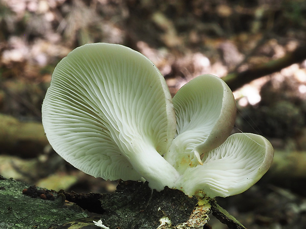 hliva buková Pleurotus pulmonarius (Fr.) Quél.