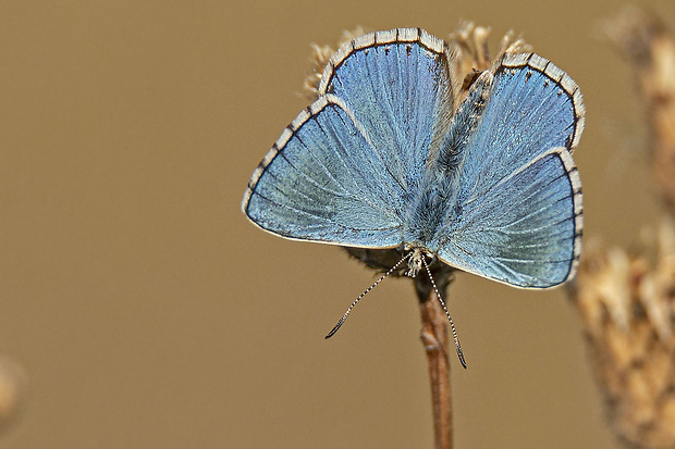 modráčik ďatelinový Polyommatus bellargus