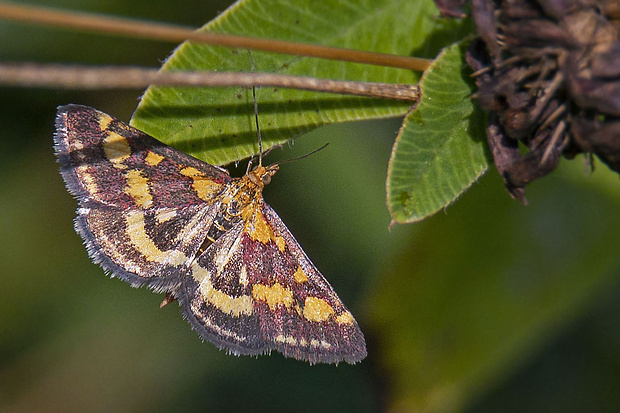 vijačka purpurová  Pyrausta purpuralis