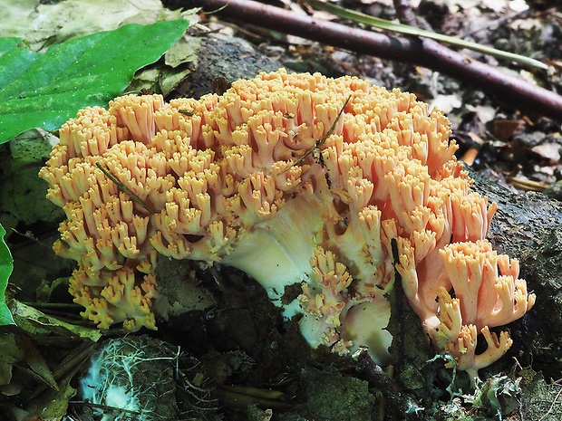 strapačka lososovoružová Ramaria subbotrytis (Coker) Corner