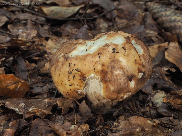 plávka obrúbená Russula illota Romagn.