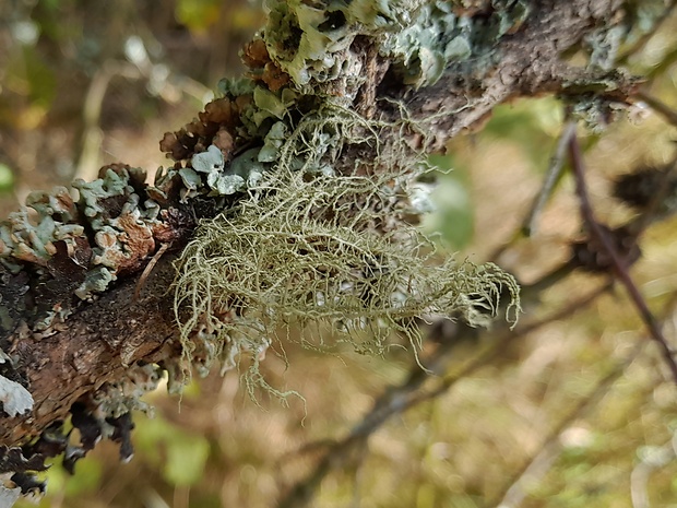 bradatec Usnea sp.