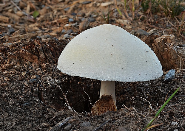 pošvovec stromový Volvariella bombycina (Schaeff.) Singer