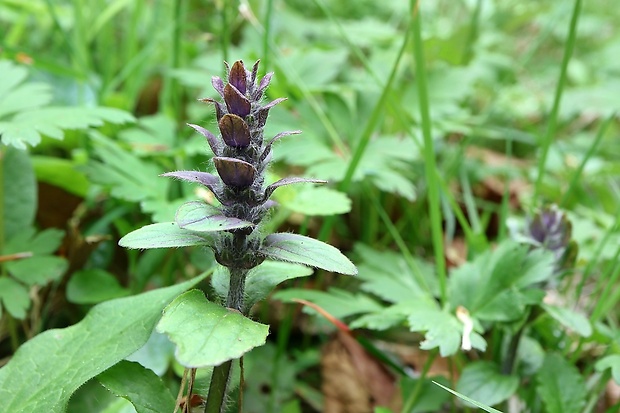 zbehovec plazivý Ajuga reptans L.