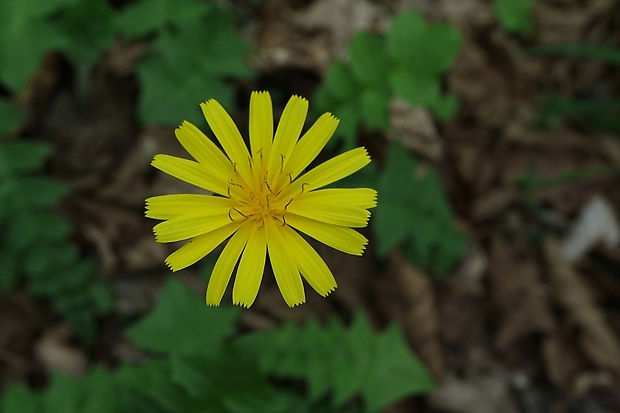 razivka smradľavá Aposeris foetida (L.) Less.