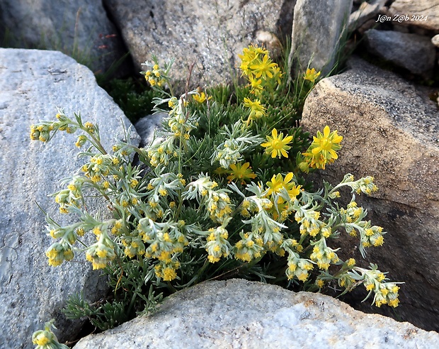 palina Artemisia genipi Stechm.