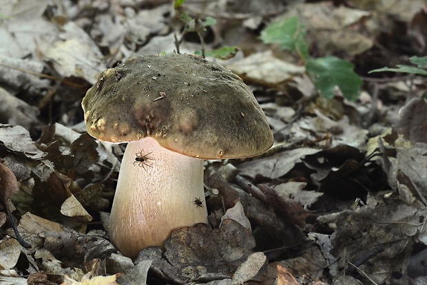 hríb bronzový Boletus aereus Bull. ex Fr.