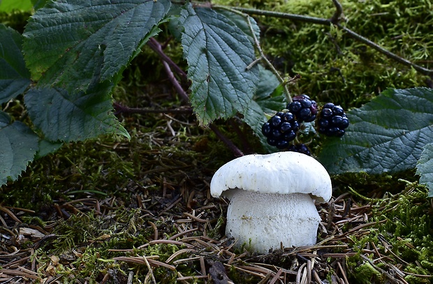 hríb smrekový Boletus edulis Bull.