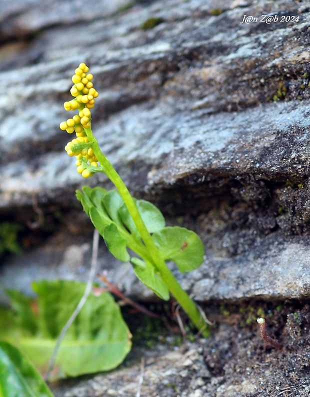 vratička mesiačikovitá Botrychium lunaria (L.) Sw.