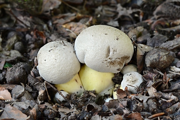 hríb horký Caloboletus radicans (Pers.) Vizzini