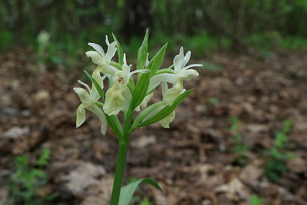 vstavačovec bazový Dactylorhiza sambucina (L.) Soó