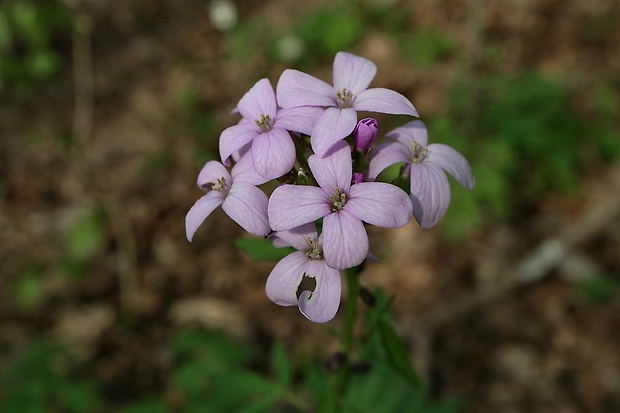 zubačka cibuľkonosná Dentaria bulbifera L.