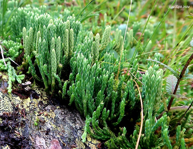 plavúnik alpínsky Diphasiastrum alpinum (L.) Holub