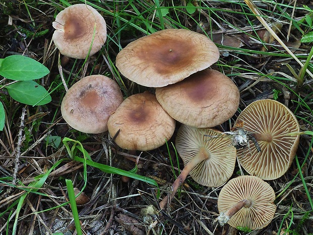 peniazovka štipľavá Gymnopus peronatus (Bolton) Antonín, Halling & Noordel.