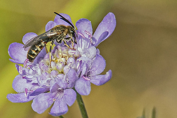 včielka obyčajná ♂ Lasioglossum calceatum (Scopoli, 1763)