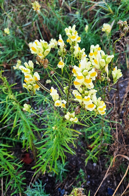 pyštek obyčajný Linaria vulgaris Mill.