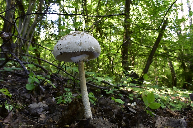 bedľa vysoká Macrolepiota procera (Scop.) Singer