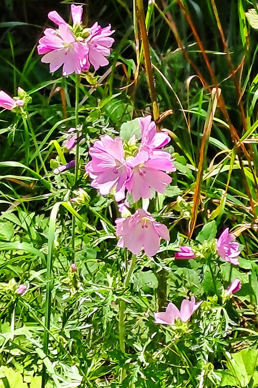 slez lesný Malva sylvestris L.