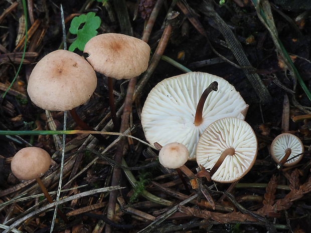 tanečnica orešcová Mycetinis scorodonius (Fr.) A.W. Wilson & Desjardin