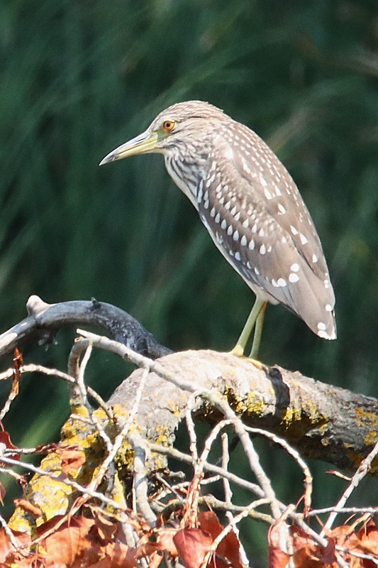 chavkoš nočný Nycticorax nycticorax