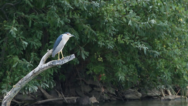 chavkoš nočný  Nycticorax nycticorax