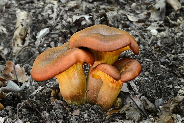 kališník hnedooranžový Omphalotus olearius (DC.) Singer