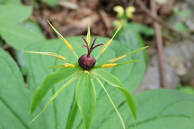 vranovec štvorlistý Paris quadrifolia L.