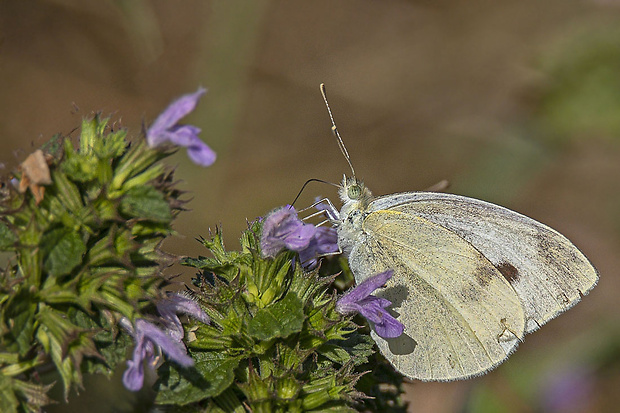 mlynárik repový Pieris rapae