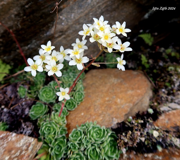 lomikameň metlinatý Saxifraga paniculata Mill.