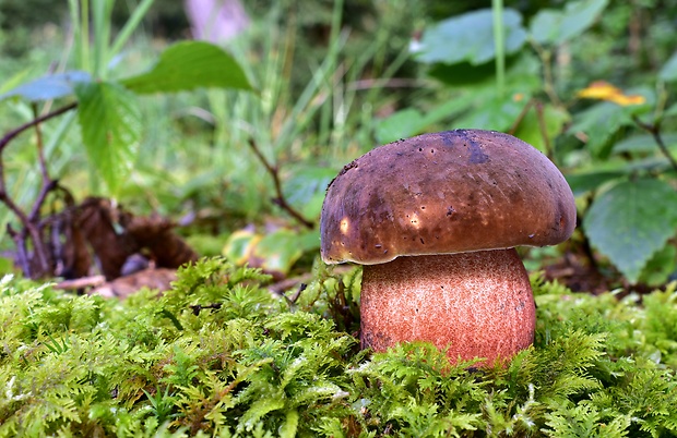 hríb zrnitohlúbikový Sutorius luridiformis (Rostk.) G. Wu & Zhu L. Yang