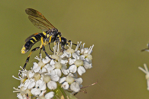 piliarka (Sk), pilatka bazalková (Cz. Tenthredo marginella  Fabricius, 1793,