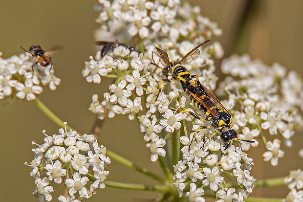 piliarka  Tenthredo marginella Fabricius, 1793