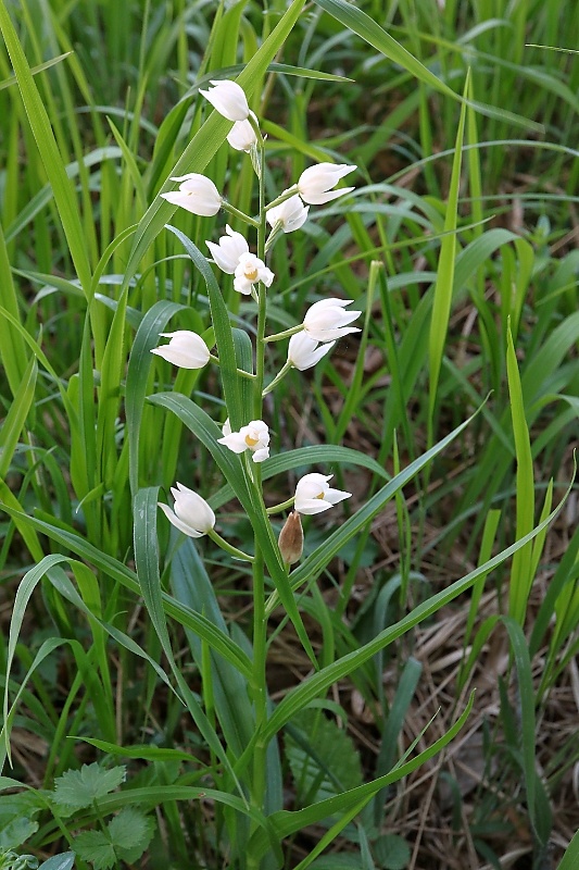 prilbovka dlholistá Cephalanthera longifolia (L.) Fritsch