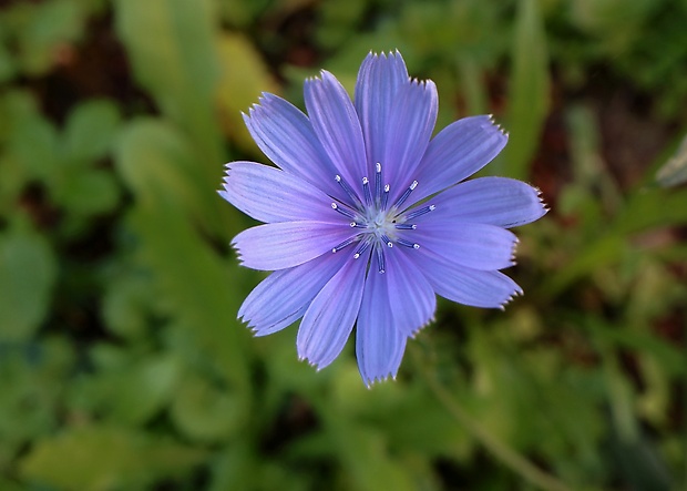 čakanka obyčajná Cichorium intybus L.