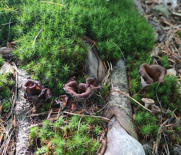 lievik trúbkovitý Craterellus cornucopioides (L.) Pers.